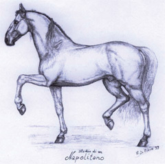 Cavallo Napoletano